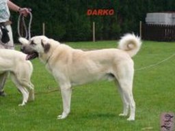 darko_20211129_1147522658